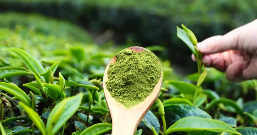everything-you-want-to-know-about-matcha-tea-its-benefits-harms-and-method-of-use-2024